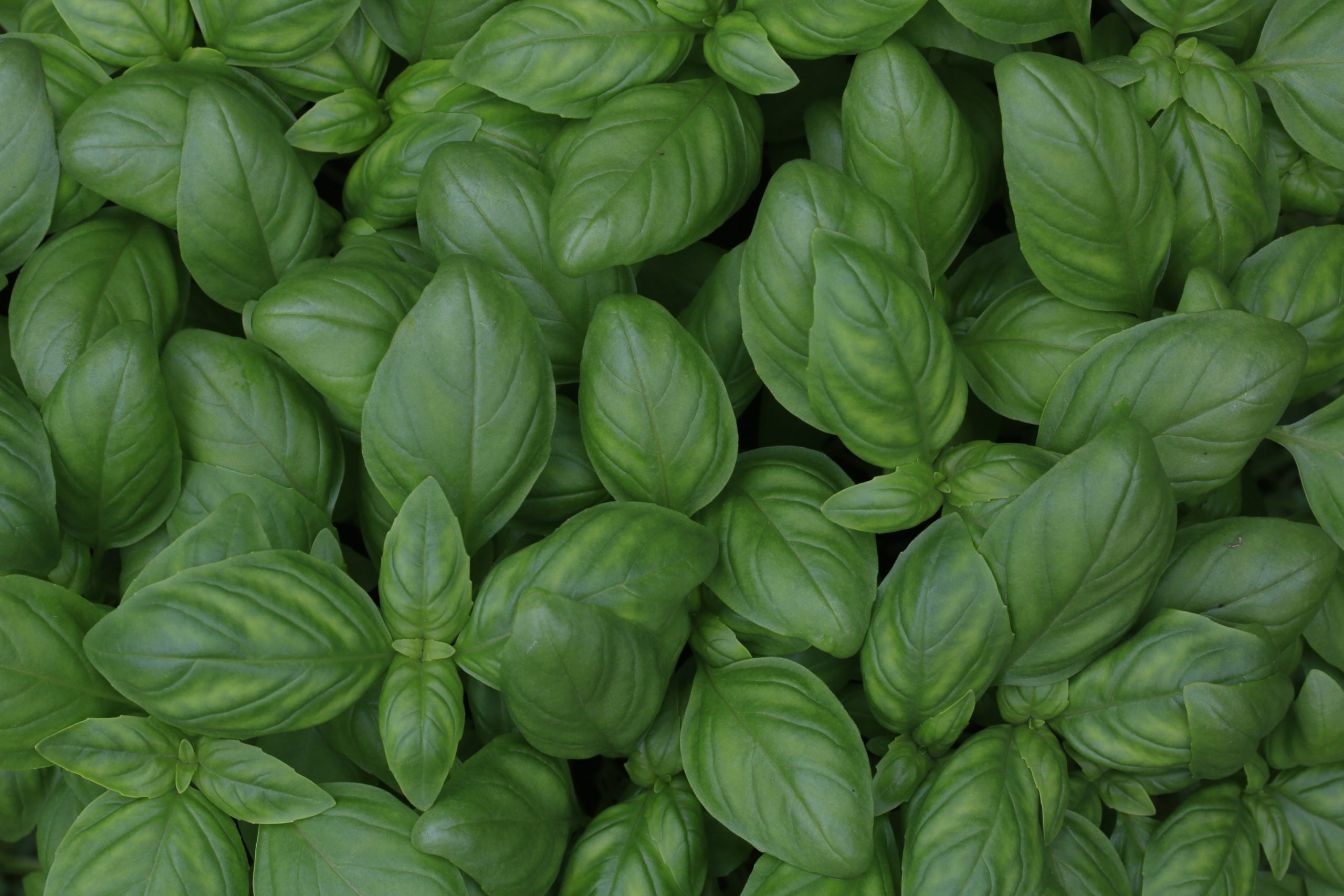 basil Vegan food Virginia beach