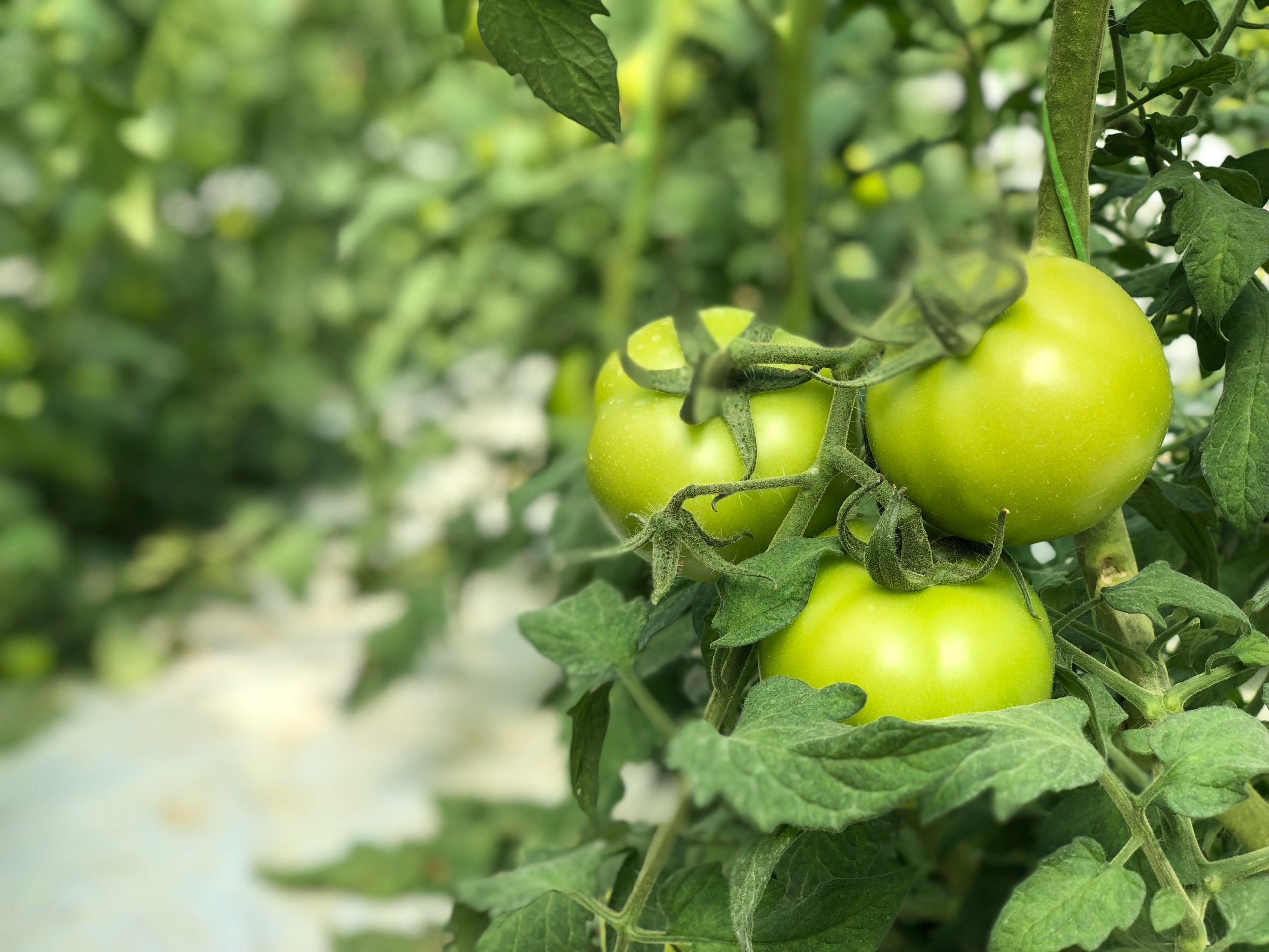 plant based food Virginia beach tomato