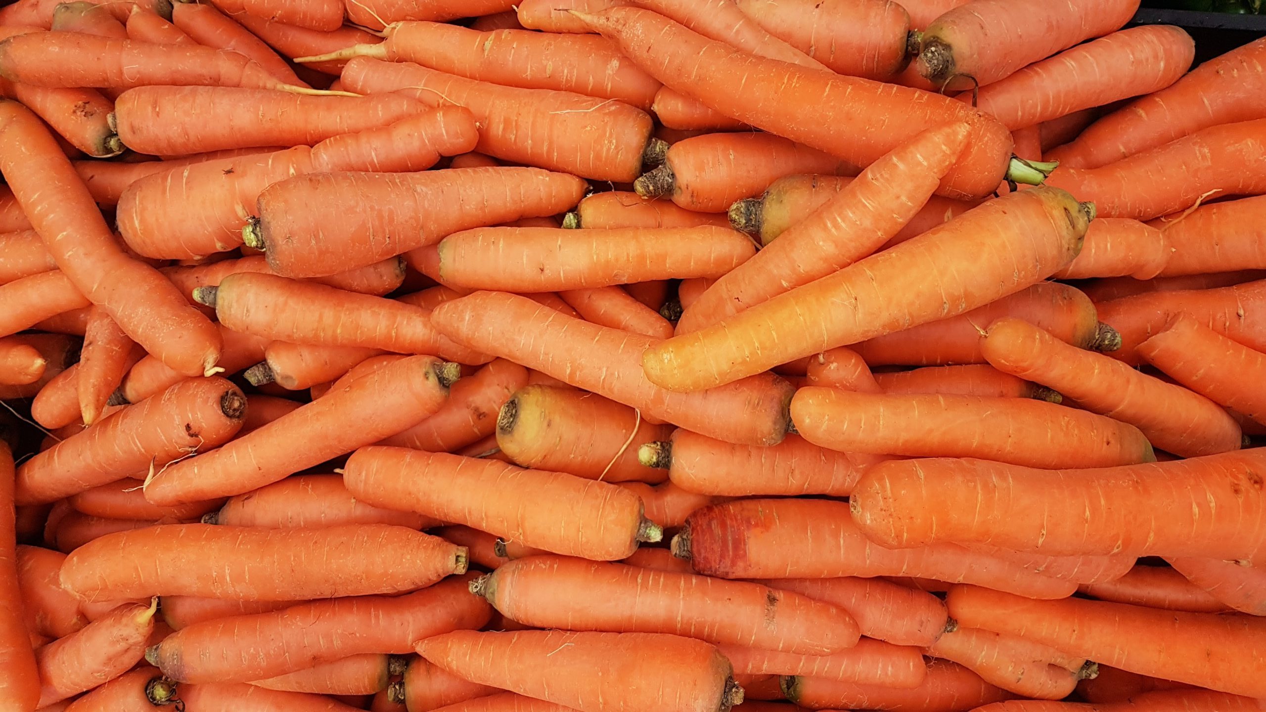 plant based food carrot recipes