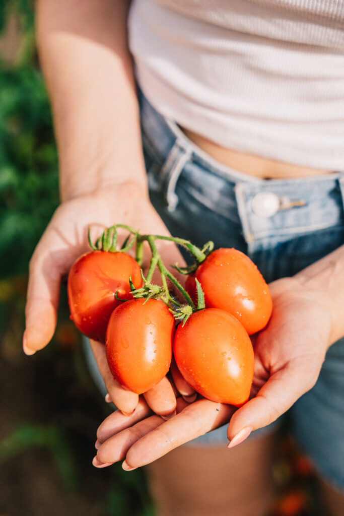 Hands holding freshly harvested tomatoes outdoors.